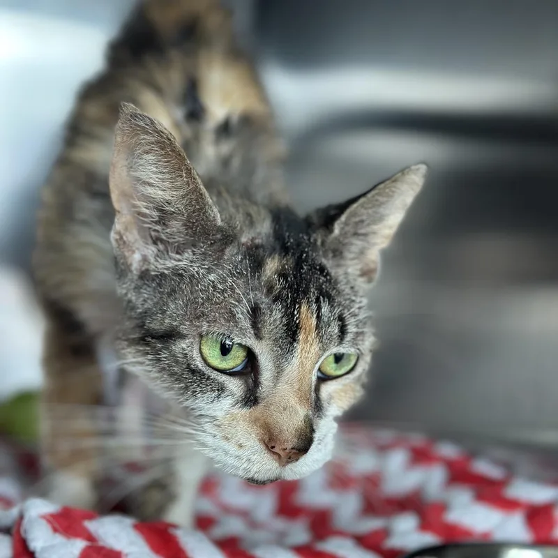 A senior medium-sized female Calico Domestic Short Hair cat named Pika for adoption in South Elgin, IL