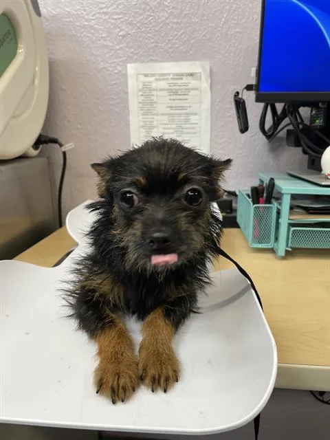 A young small-sized female Chihuahua dog named Jane for adoption in Fairfield, CA