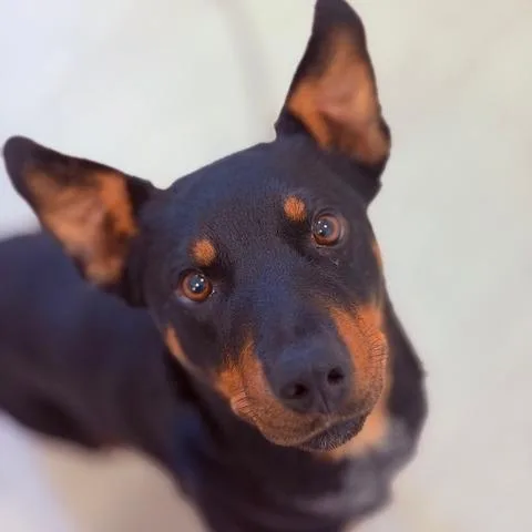 A young medium-sized female Black Mixed Breed dog named Stella for adoption in Houston, TX