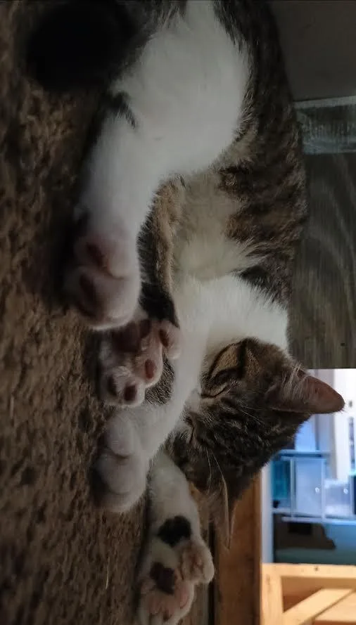 A baby medium-sized female Domestic Short Hair cat named Tidbit for adoption in Bloomington, IN