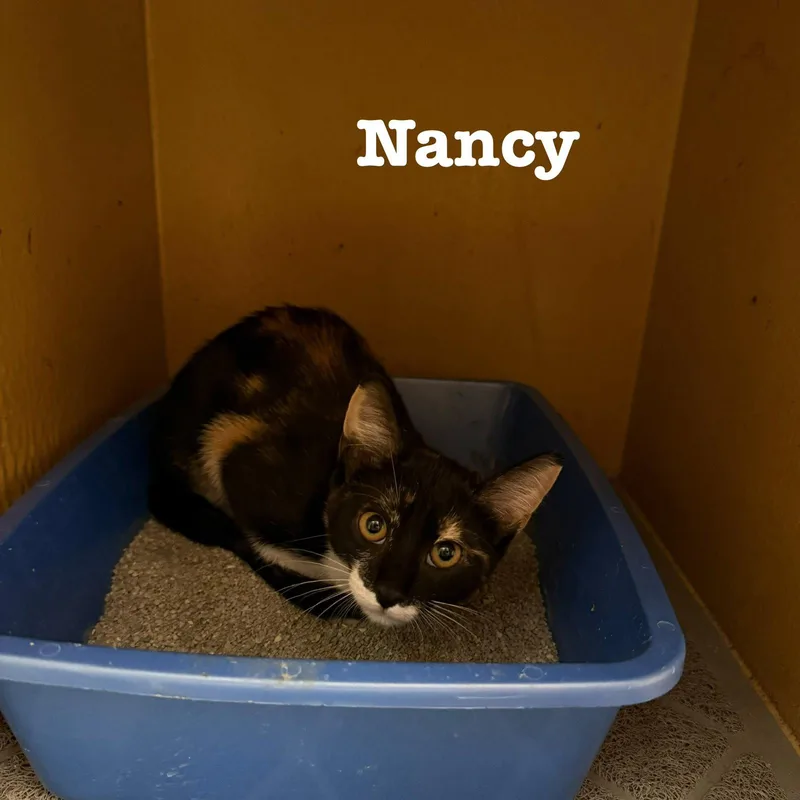 A young medium-sized female Domestic Short Hair cat named Nancy for adoption in Spring Lake, NJ