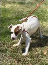 A baby medium-sized male Mixed Breed dog named Cashew for adoption in West Chester, PA