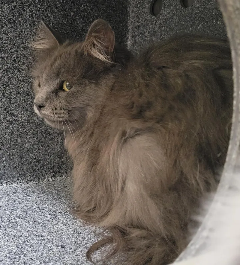 A senior small-sized female Domestic Long Hair cat named Lucy for adoption in Heber City, UT