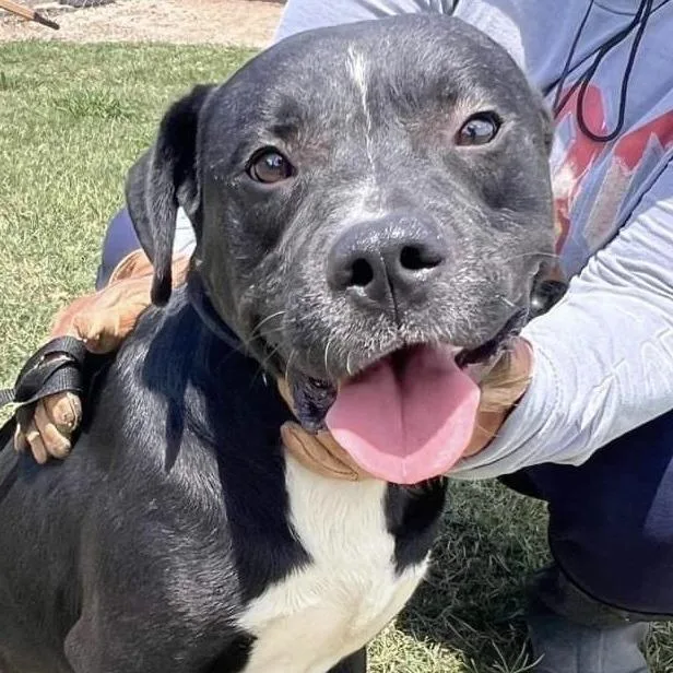 An adult medium-sized male Black Mixed Breed dog named Wilson for adoption in Hinsdale, IL