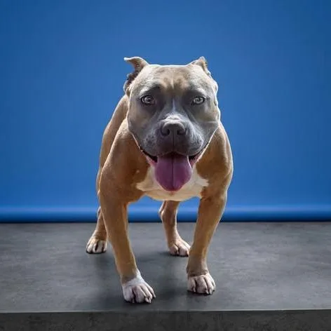 An adult medium-sized female Brown / Chocolate Pit Bull Terrier dog named Steph for adoption in Weatherford, TX