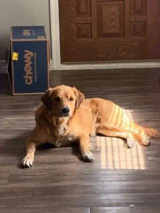 An adult large-sized male Golden Retriever dog named Hutch for adoption in Jacksonville, FL