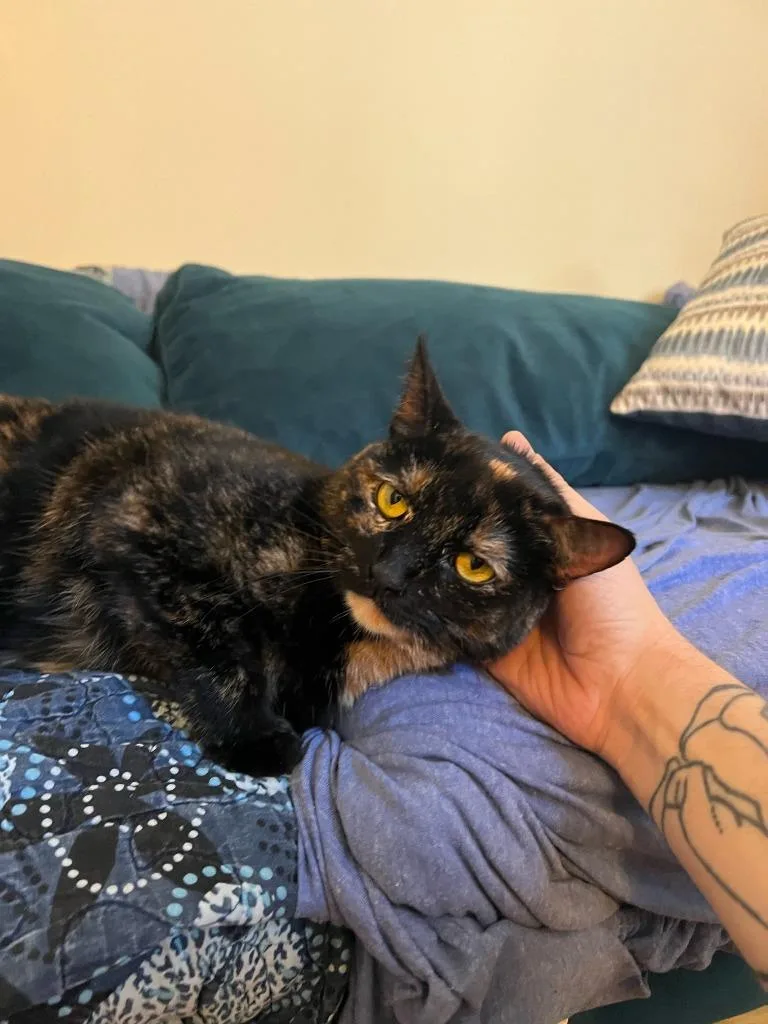 A senior medium-sized female Domestic Short Hair cat named Lucy for adoption in New York, NY