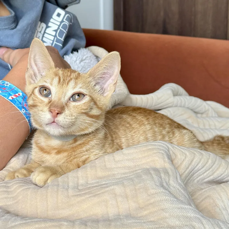 A baby small-sized male Tabby (Orange / Red) Domestic Short Hair cat named Darrell for adoption in Richmond, VA