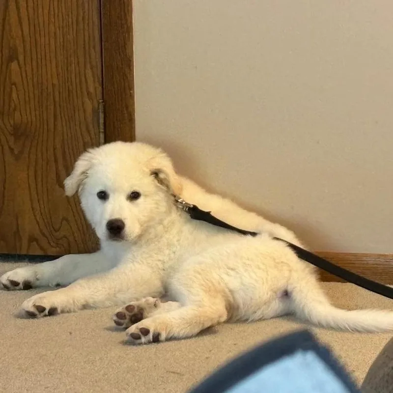 Marley