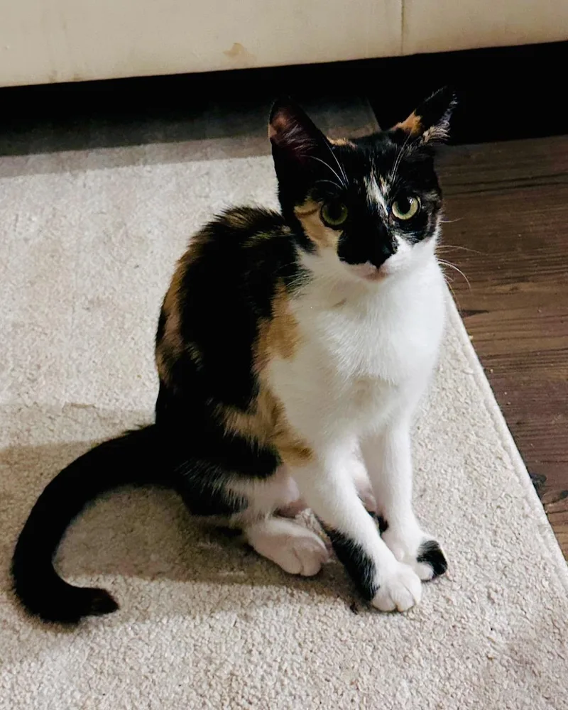 A baby small-sized female Domestic Short Hair cat named Desy for adoption in San Francisco, CA