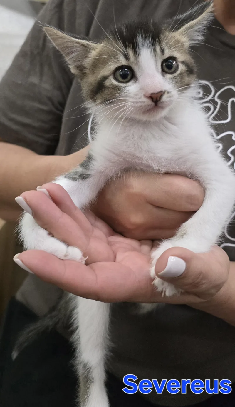 A baby medium-sized male Domestic Short Hair cat named Severus Snape for adoption in Woodland, CA
