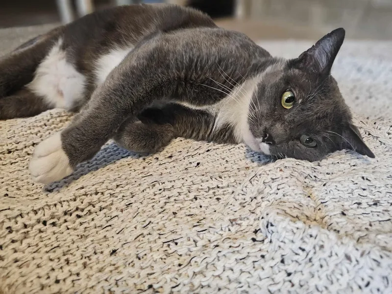 Charlie thumbnail 3