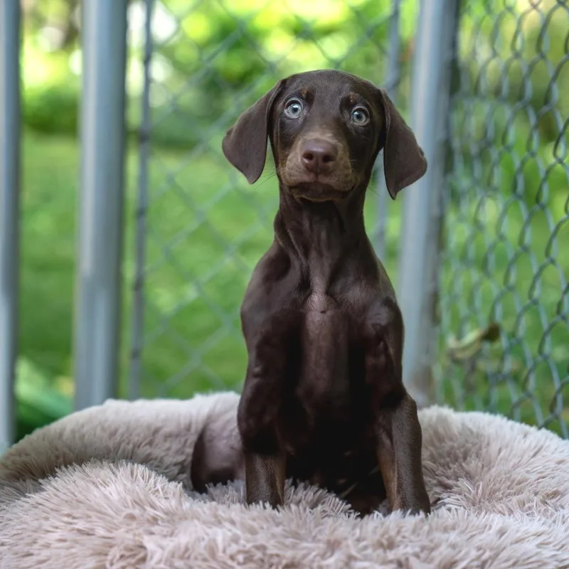 A baby medium-sized male Brown / Chocolate Doberman Pinscher dog named Ares for adoption in Gainesville, GA