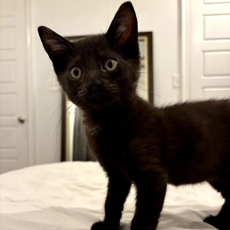 A baby small-sized male Black Domestic Short Hair cat named Comealong aka Berlioz for adoption in New Orleans, LA