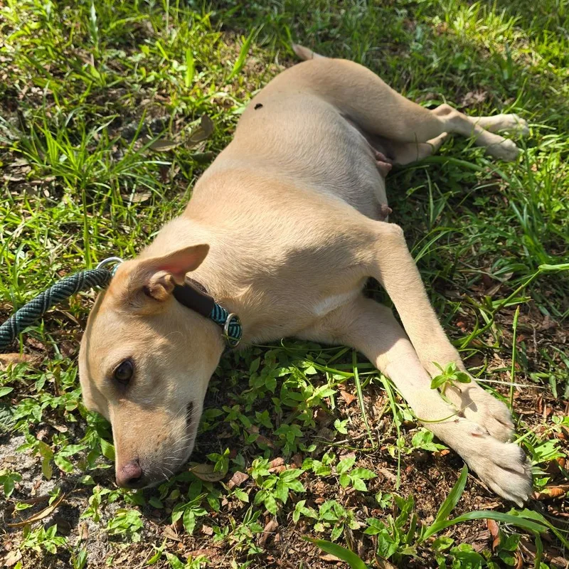 An adult medium-sized female Golden Mixed Breed dog named Dorsey for adoption in Williston, FL