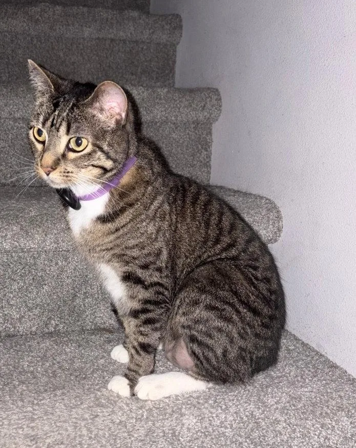 A young medium-sized female Domestic Short Hair cat named Aly for adoption in Williamsburg, IA