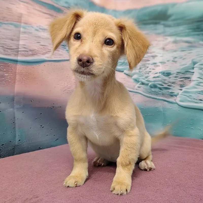 A baby medium-sized female Yellow / Tan / Blond / Fawn Dachshund dog named Ayla for adoption in Griswold, CT