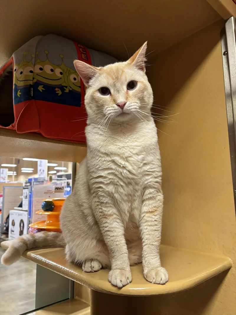 A young large-sized male Flame Point Siamese cat named Detective John Burrows for adoption in HEMET, CA
