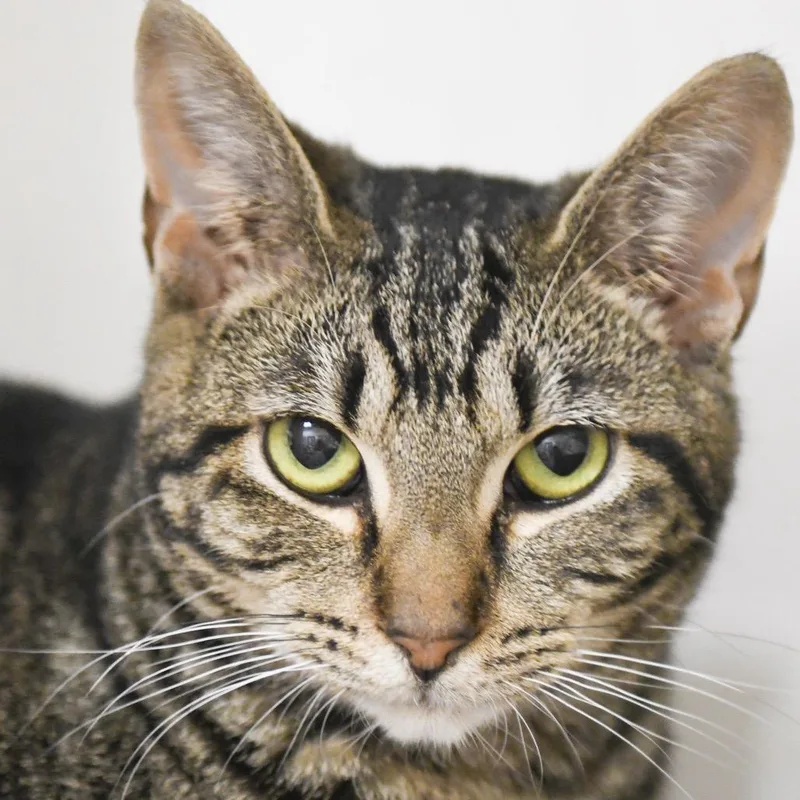 A young medium-sized male Brown / Chocolate Domestic Short Hair cat named Stuart for adoption in Redwood City, CA