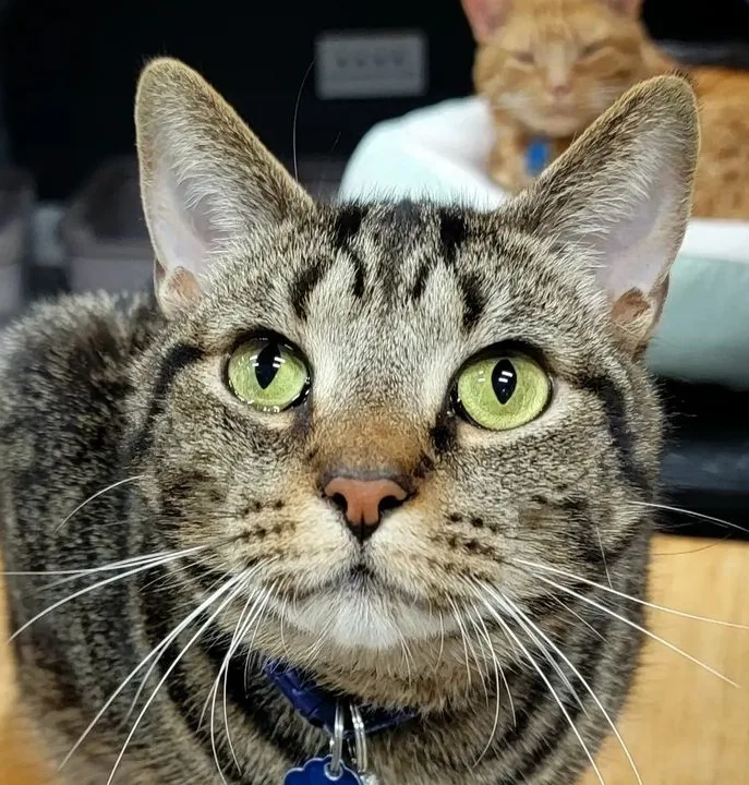 An adult large-sized male Tabby (Tiger Striped) Tabby cat named Andy Bernard for adoption in Grand Rapids, MI