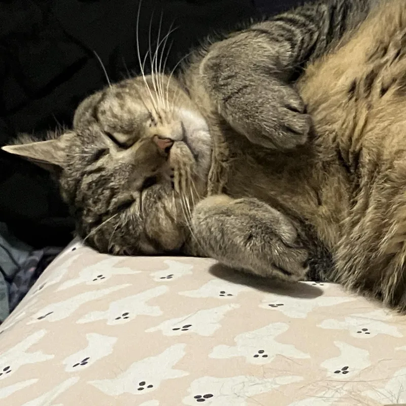 A senior extra large-sized male Domestic Short Hair cat named Bruno for adoption in Liverpool, TX