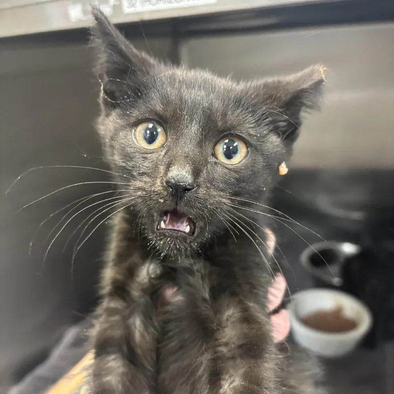 A baby small-sized male Domestic Short Hair cat named Barrel for adoption in Indianapolis, IN