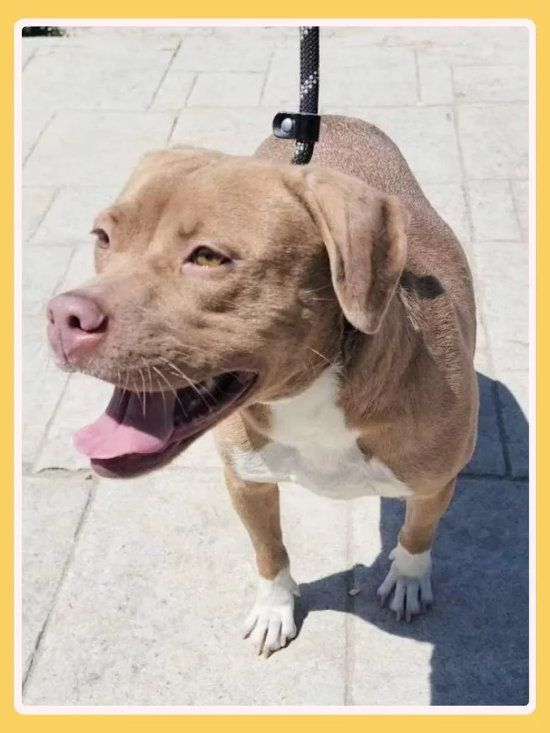 An adult medium-sized female Golden Pit Bull Terrier dog named Aura for adoption in San Francisco, CA