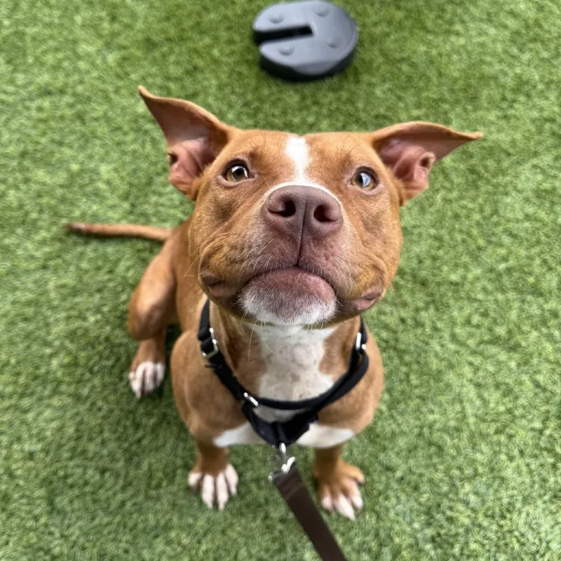 A young medium-sized female Yellow / Tan / Blond / Fawn Mixed Breed dog named Chai for adoption in Pittsburgh, PA