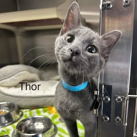 A baby small-sized male Domestic Short Hair cat named Thor for adoption in Knoxville, TN