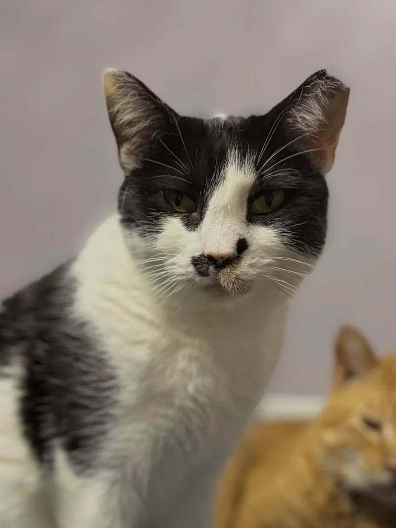 An adult small-sized female Domestic Short Hair cat named Nature for adoption in Tipp City, OH