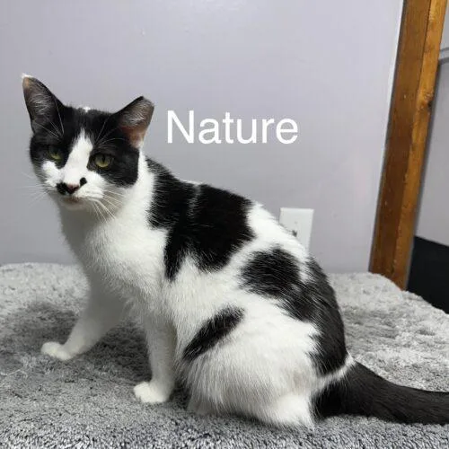 Nature thumbnail 6