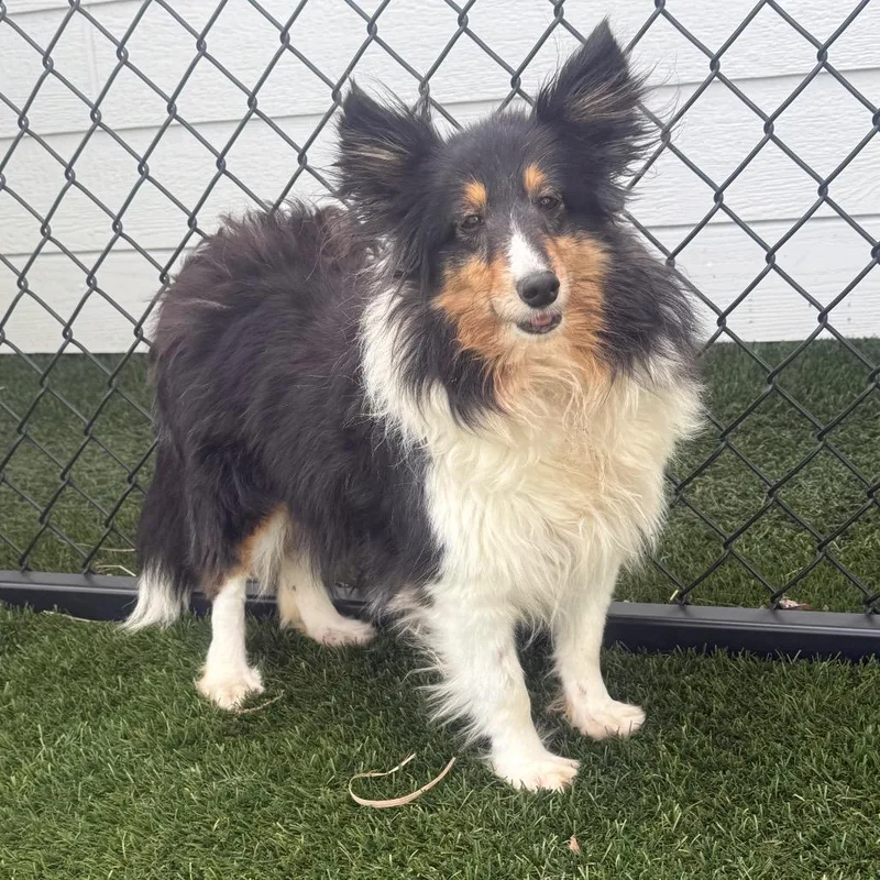 An adult small-sized female Shetland Sheepdog / Sheltie dog named Emily for adoption in Zionsville, IN