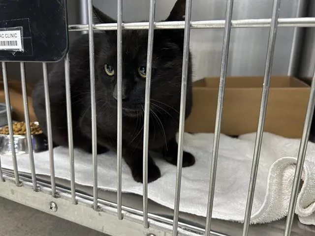 An adult large-sized male Domestic Short Hair cat named Harrison for adoption in Fairfield, CA