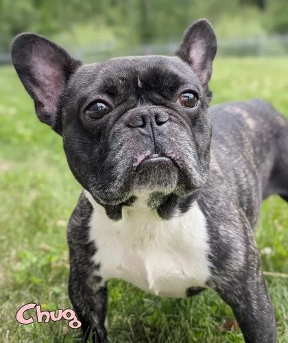 An adult medium-sized male French Bulldog dog named Chug for adoption in Mason, MI