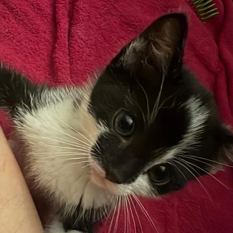 A baby small-sized male Black Domestic Short Hair cat named Hurley for adoption in Westminster, CA