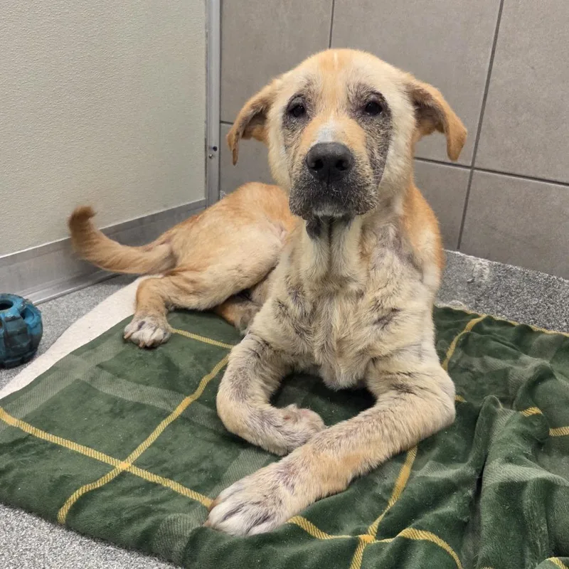 An adult large-sized male Yellow / Tan / Blond / Fawn Yellow Labrador Retriever dog named Goose for adoption in Hinsdale, IL