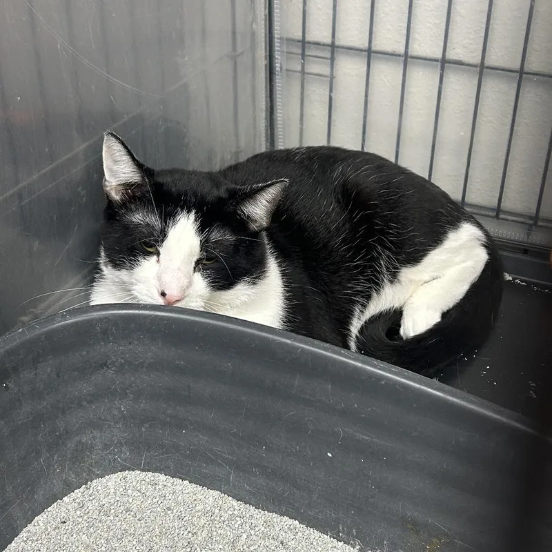 A young small-sized male Black Domestic Short Hair cat named Henry for adoption in Hannibal, MO