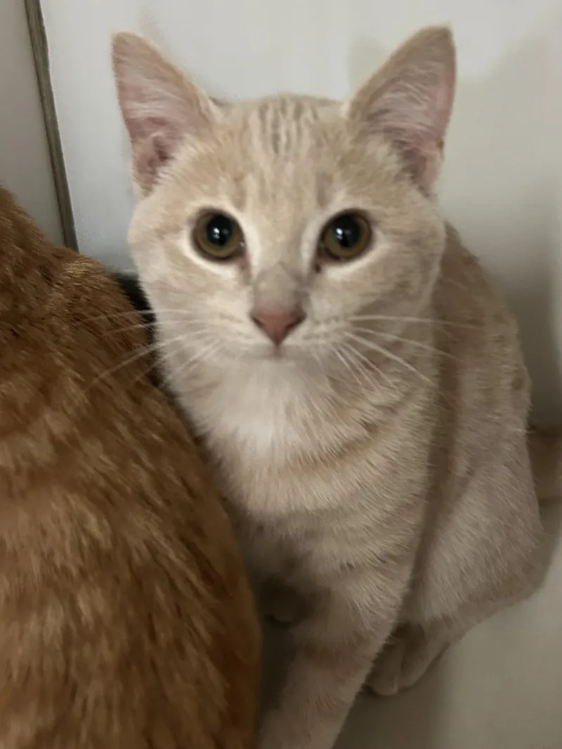 A baby medium-sized female Buff / Tan / Fawn Domestic Short Hair cat named Spiral for adoption in Mason City, IA