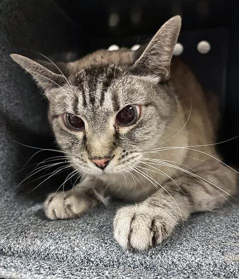 An adult medium-sized male Tabby (Gray / Blue / Silver) Domestic Short Hair cat named Kiko for adoption in Nashville, TN