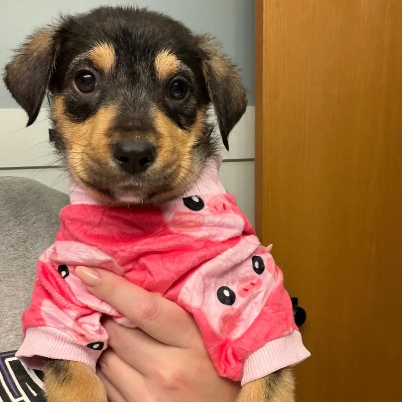 A baby small-sized female Brown / Chocolate Mixed Breed dog named Leaf for adoption in Buffalo, MN