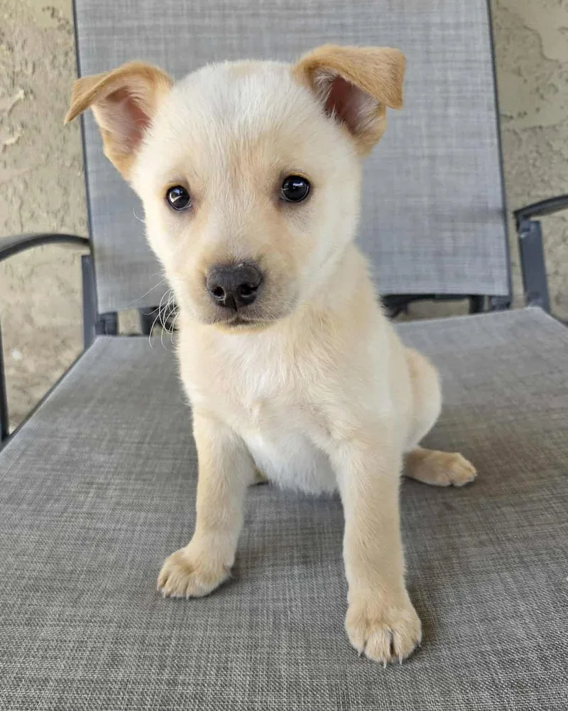 A baby medium-sized female Terrier dog named Nutterbutter for adoption in Corona, CA