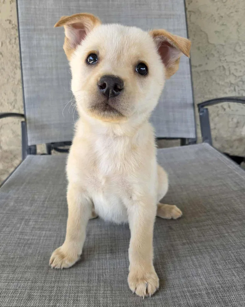 Nutterbutter thumbnail 2