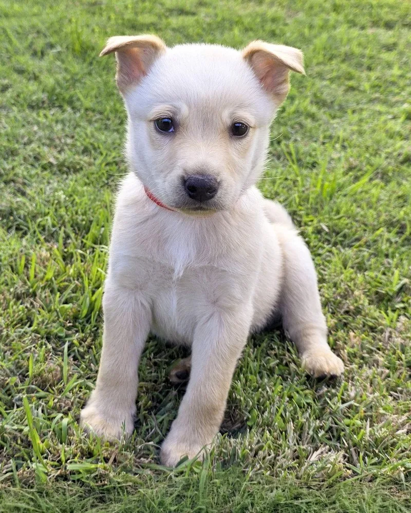 Nutterbutter thumbnail 3