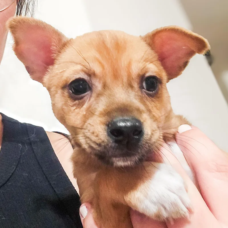 A baby small-sized male Yellow / Tan / Blond / Fawn Chihuahua dog named Twinkle for adoption in Houston, TX