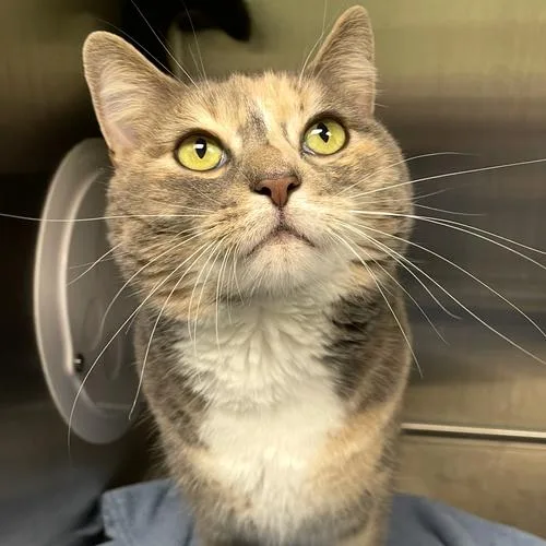 An adult small-sized female Gray / Blue / Silver Domestic Short Hair cat named Pumpkin for adoption in Georgetown, KY