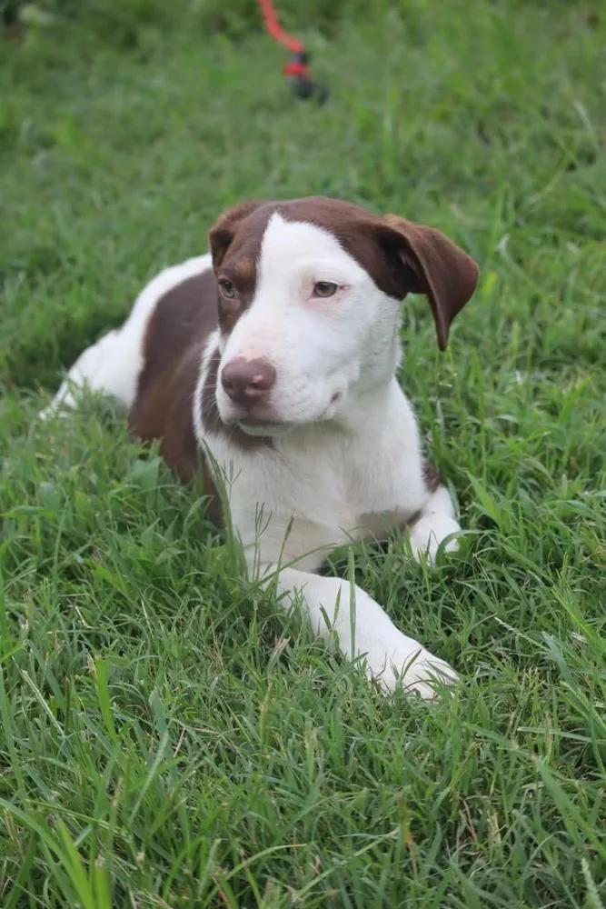 A baby medium-sized male Tricolor (Brown, Black, & White) Labrador Retriever dog named Danny for adoption in Statesville, NC