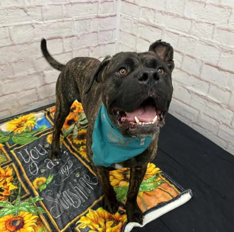 A young large-sized male Mixed Breed dog named The Lich for adoption in Detroit, MI