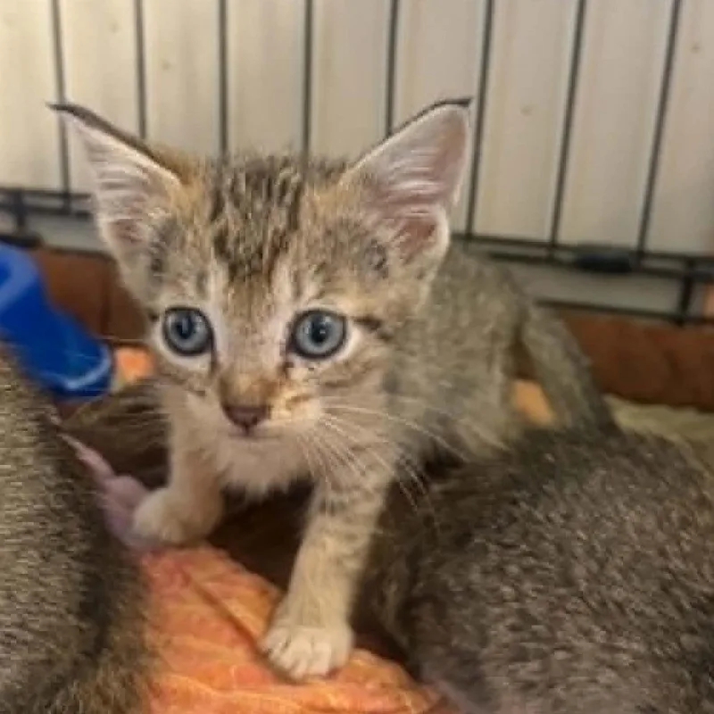 A baby small-sized male Gray / Blue / Silver Domestic Short Hair cat named Sonic for adoption in Stephenville, TX