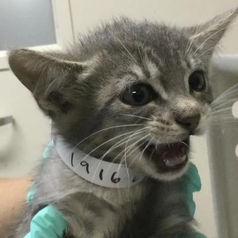 A baby small-sized female Domestic Short Hair cat named Velma for adoption in Riverside, CA