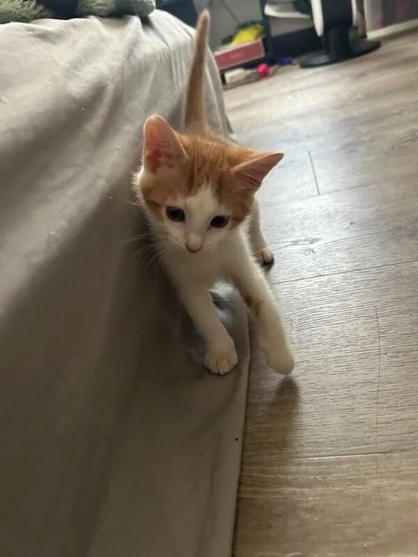 A baby small-sized male Domestic Short Hair cat named River HS for adoption in Peoria, IL
